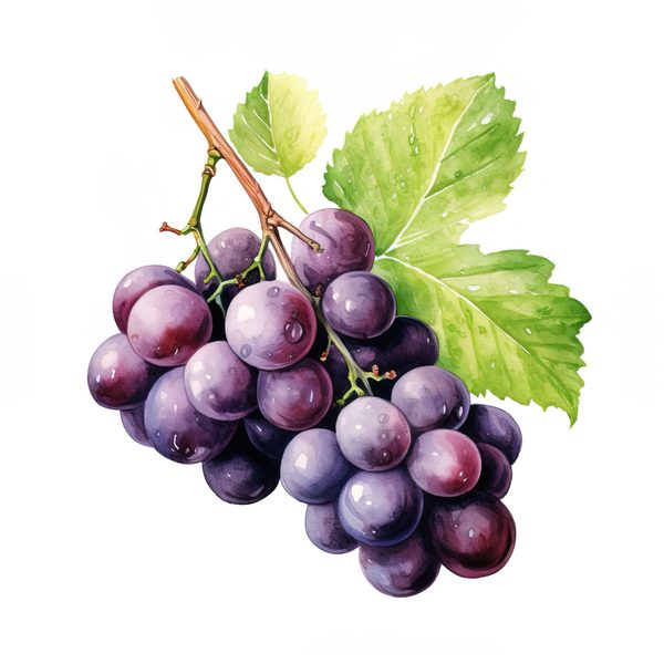 Watercolor Grapes Clipart: Fruit Juice Art (JPG, PNG) — image 6