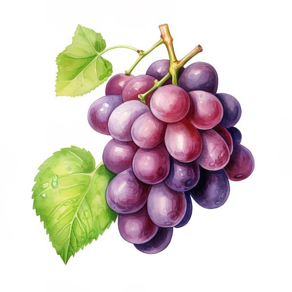 Watercolor Grapes Clipart: Fruit Juice Art (JPG, PNG) — image 8