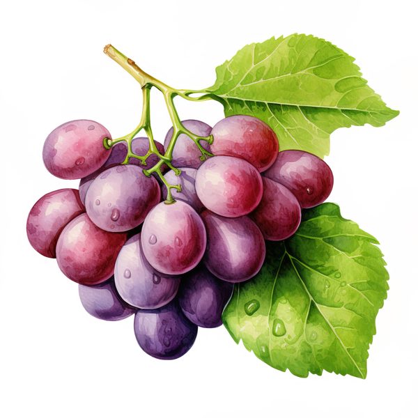 Watercolor Grapes Clipart: Fruit Juice Art (JPG, PNG) — image 9