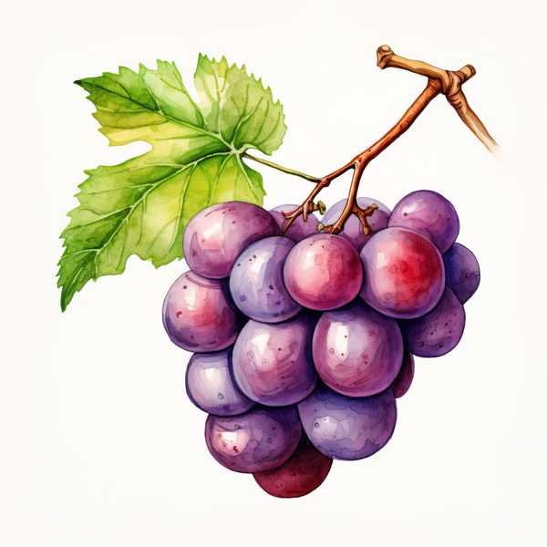 Watercolor Grapes Clipart: Fruit Juice Art (JPG, PNG) — image 10