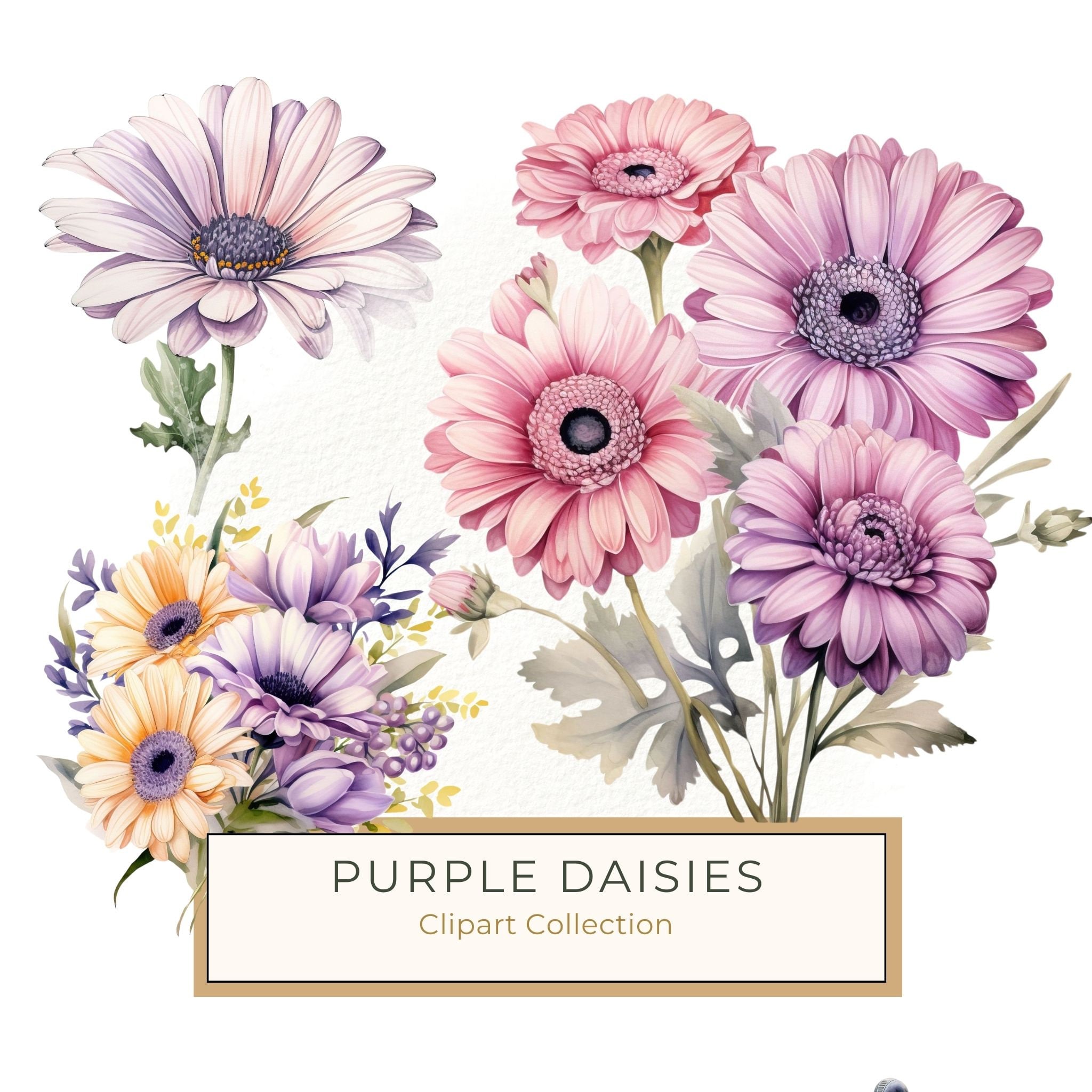 Watercolor Purple Gerbera Daisy Clipart: Floral Art Printable (JPG, PNG)