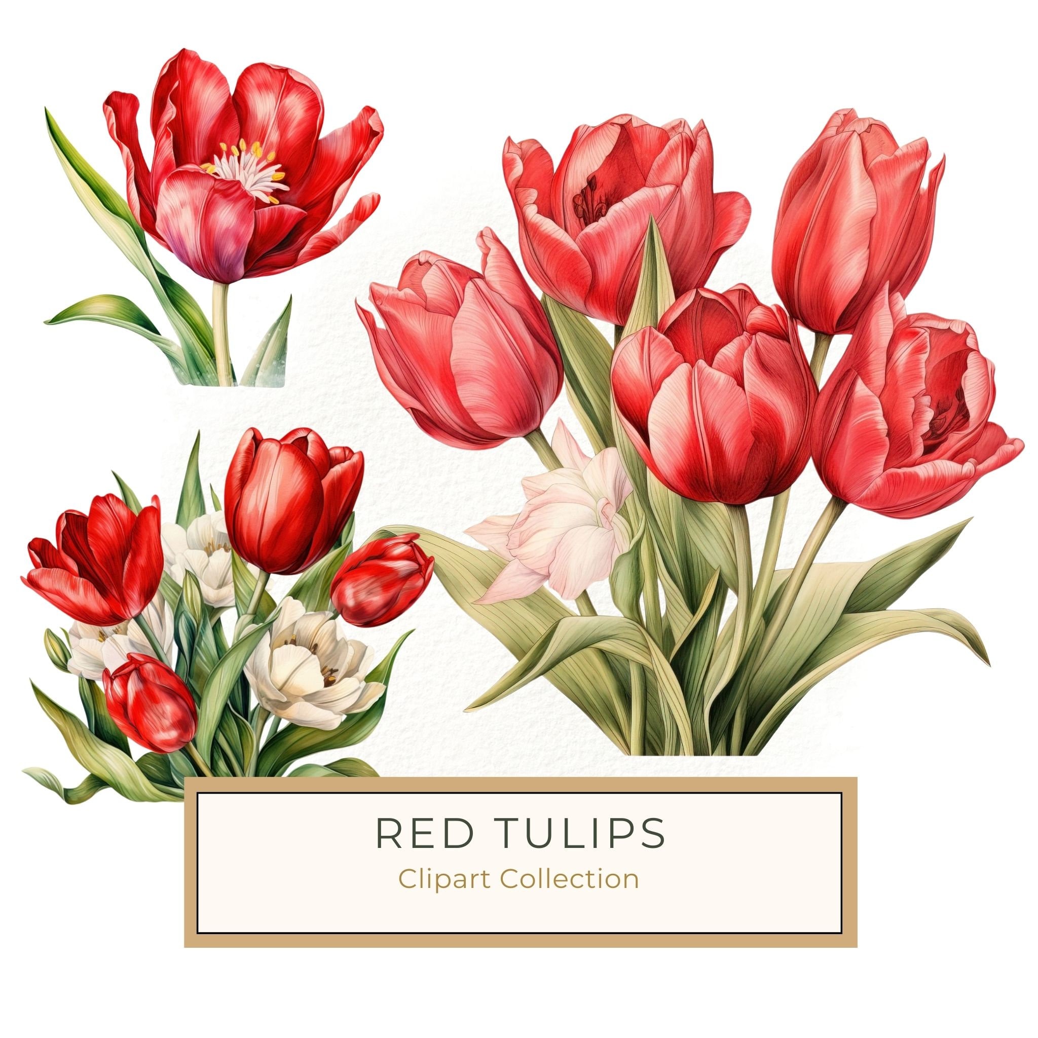 Watercolor Red Tulip Clipart Set: Spring Floral PNG Graphics (Commercial Use, Digital Download)