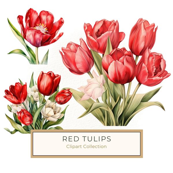 Watercolor Red Tulip Clipart Set: Spring Floral PNG Graphics (Commercial Use, Digital Download)