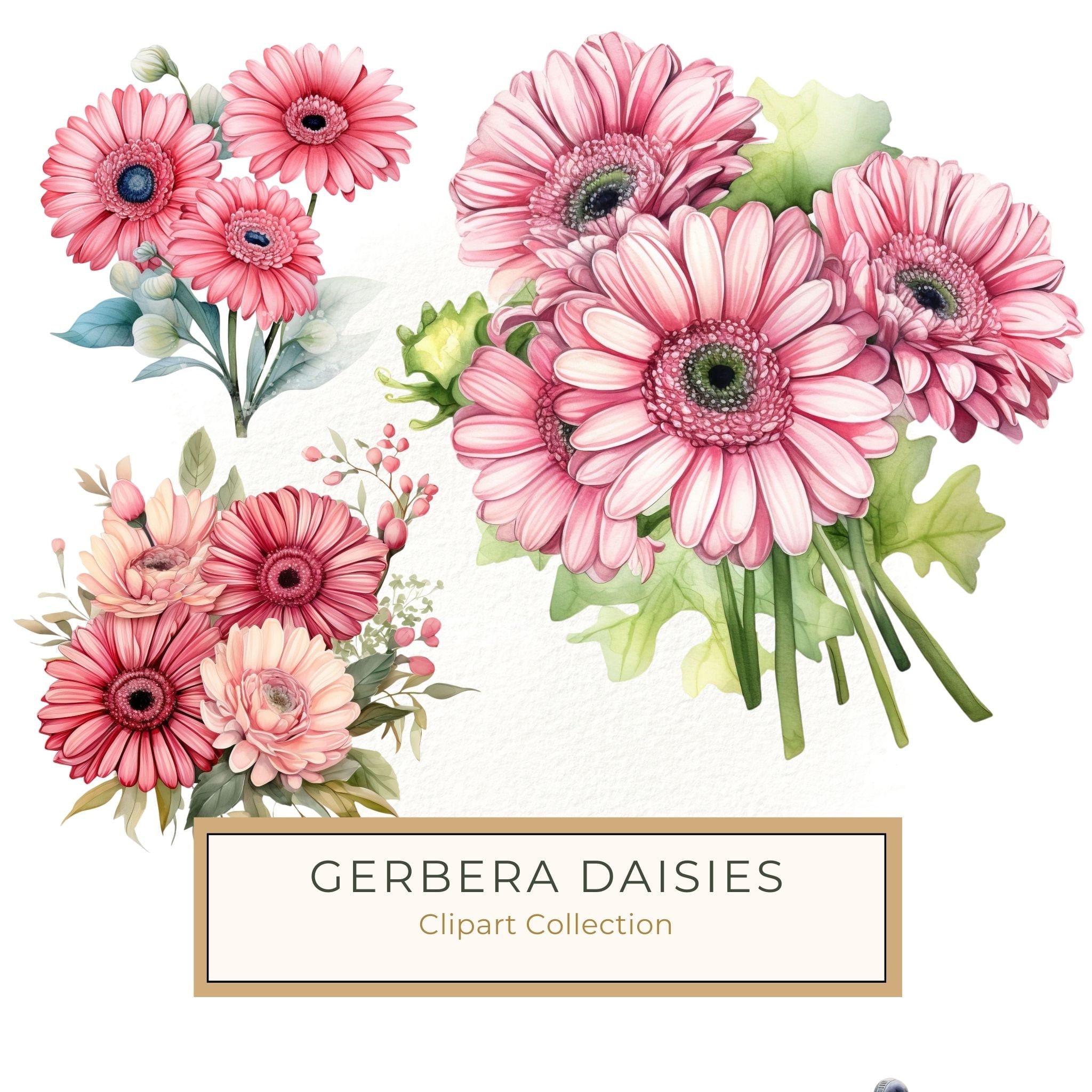 Pink Gerbera Daisy Watercolor Clipart: Floral Digital Art (PNG & JPG)