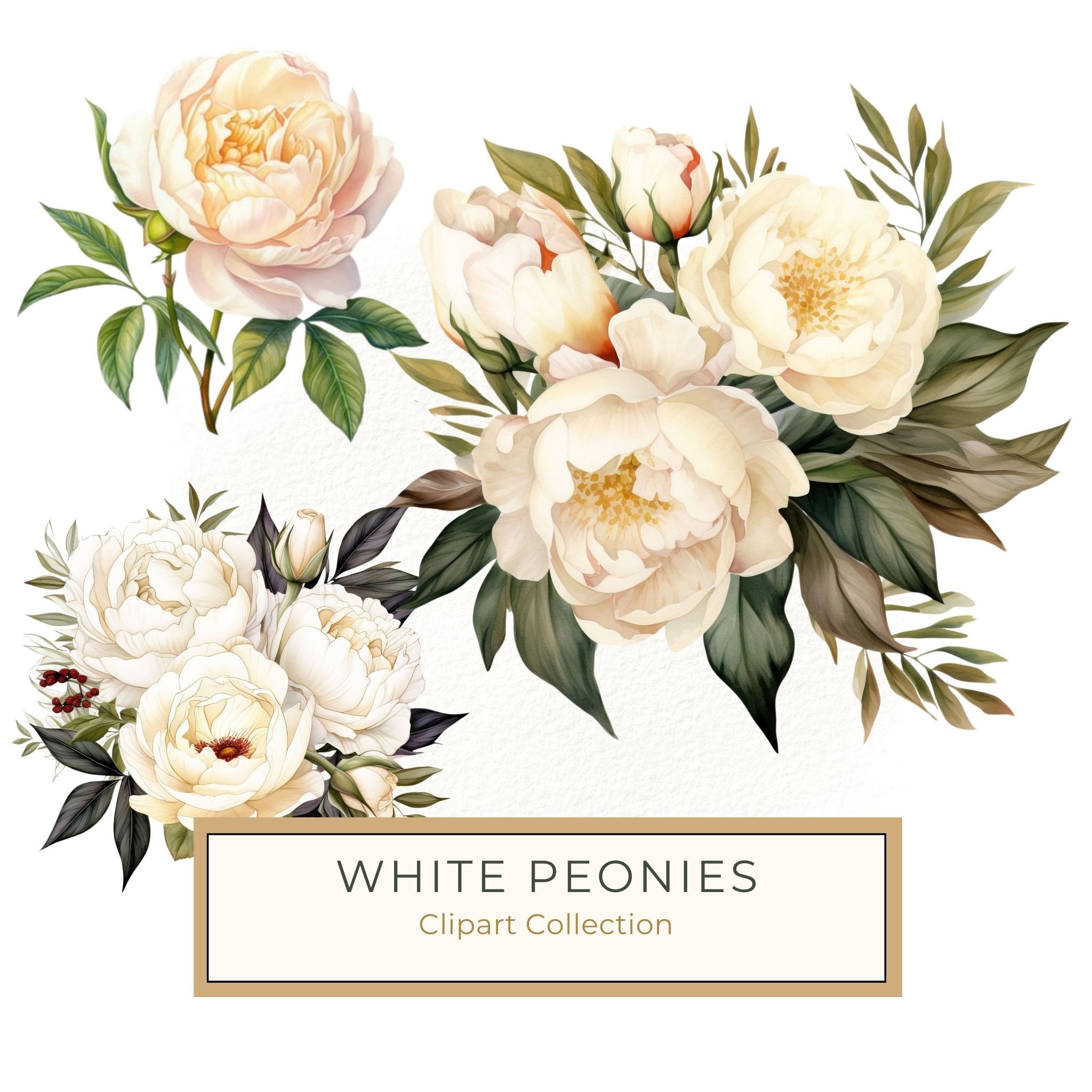 Watercolor White Peonies Clipart: Floral Bouquet Art (PNG JPG, 300 DPI)