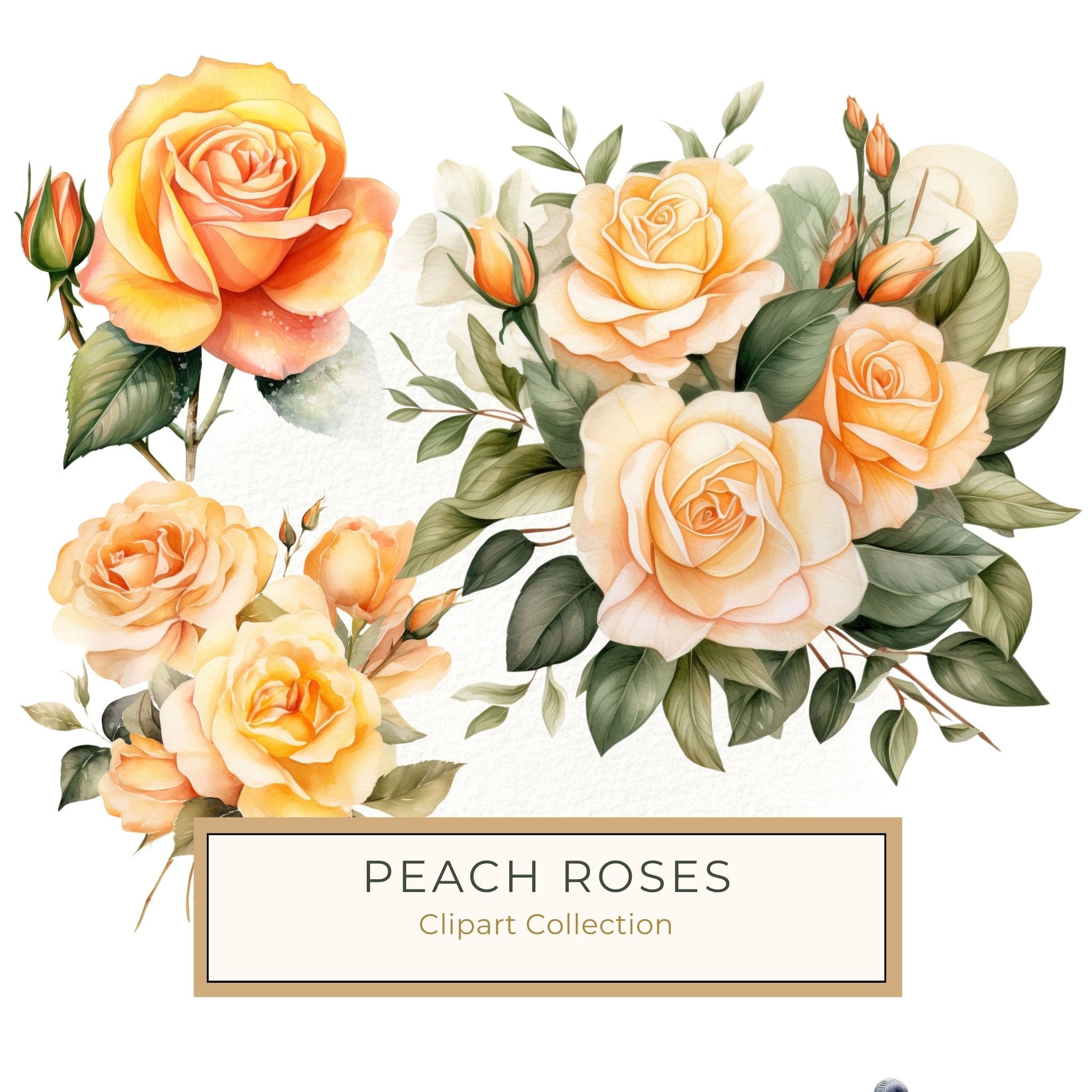 Watercolor Peach Rose Clipart Set: Transparent PNG Graphics for Scrapbooking (Commercial Use, Digital Download)