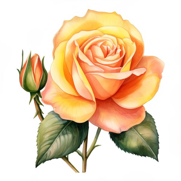 Watercolor Peach Rose Clipart Set: Transparent PNG Graphics for Scrapbooking (Commercial Use, Digital Download) — image 1