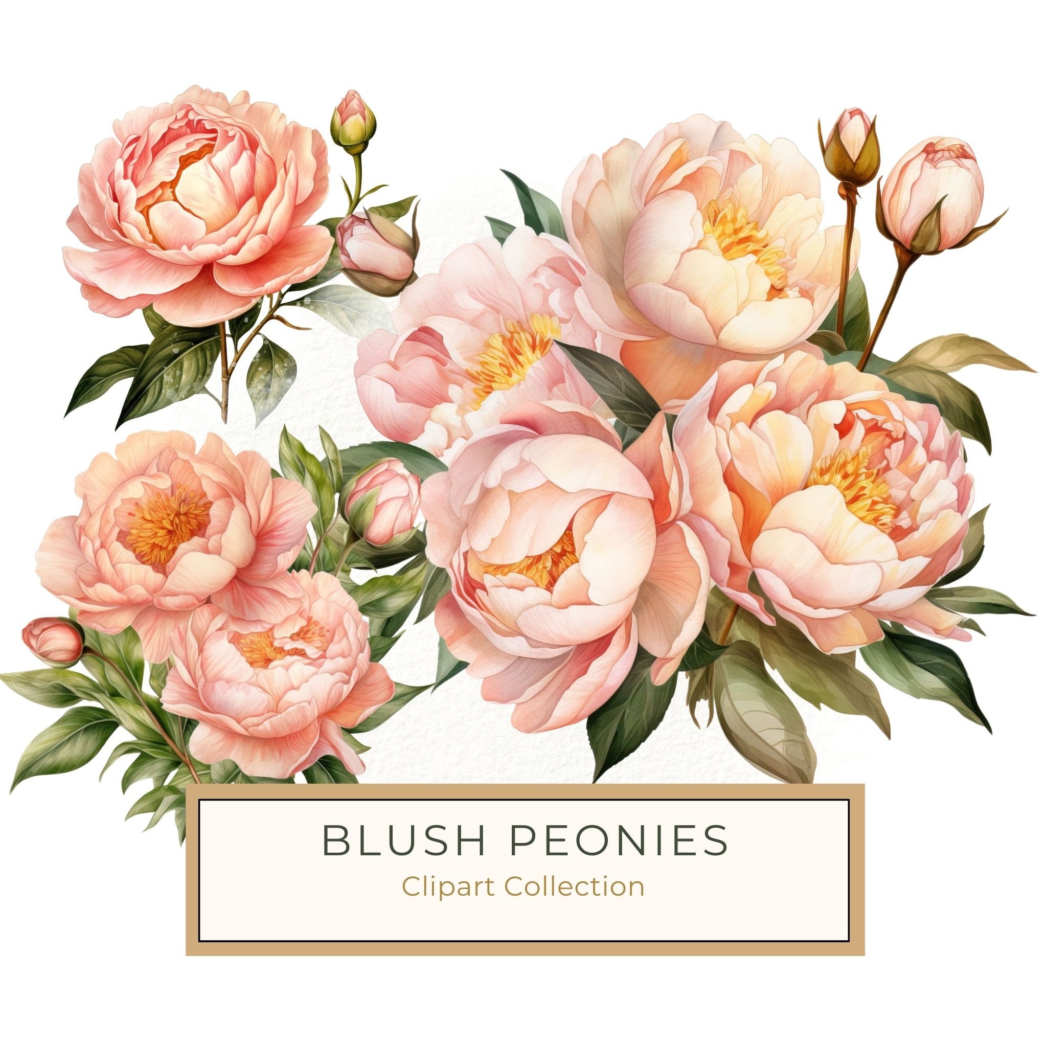 Blush Peonies Watercolor Clipart: Floral Bouquet PNG, JPG (Digital Download)