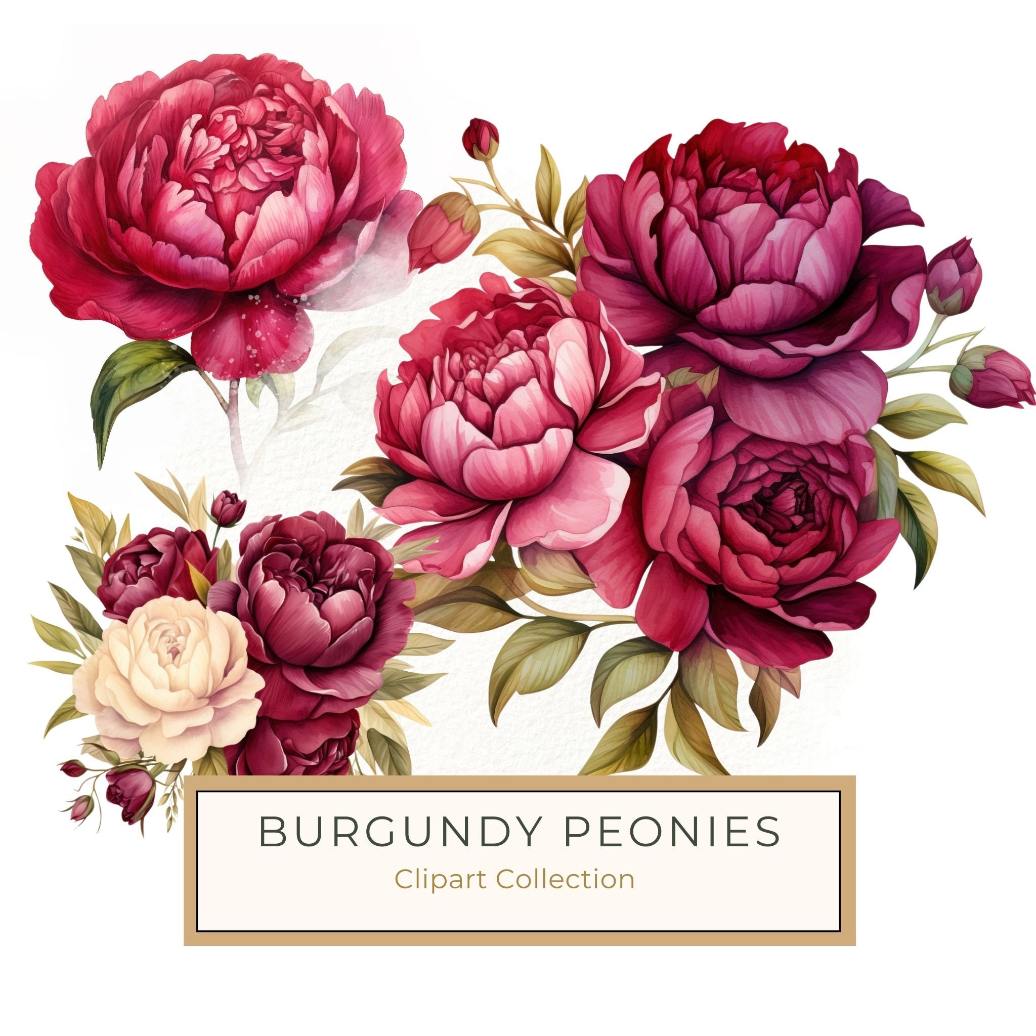 Watercolor Burgundy Floral Clipart: Roses & Peonies (JPG, PNG Digital Download)