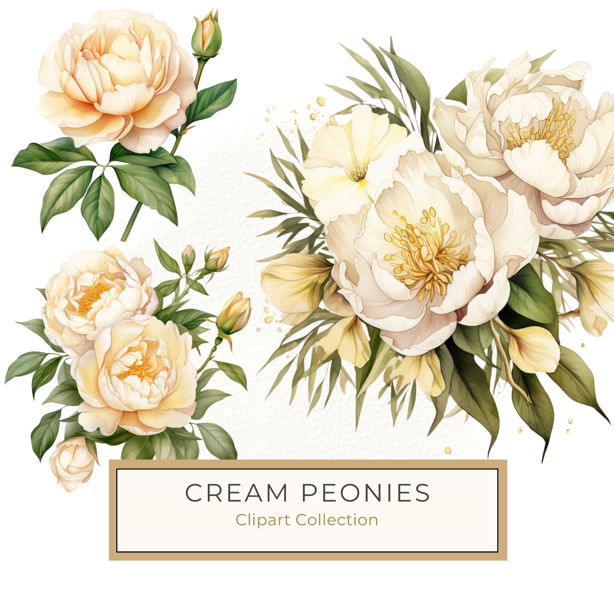 Watercolor Peony Clipart: Blush Floral PNG Elements (Digital Download