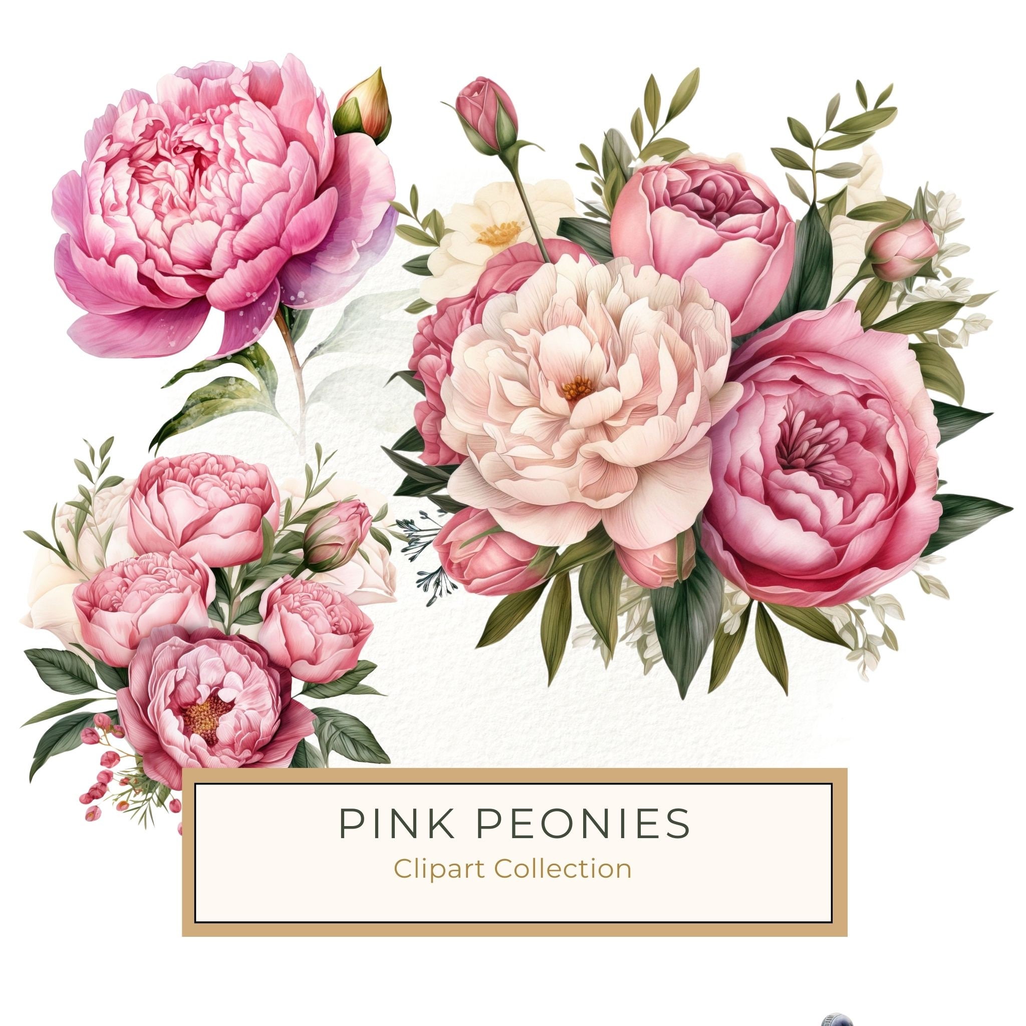Watercolor Pink Peonies Clipart: Floral Design, Commercial Use (PNG JPG)