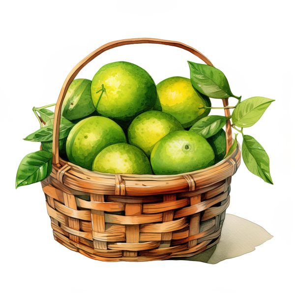 Watercolor Lime Clipart: Fresh Lime Juice, Basket (PNG JPG Digital Download) — image 10