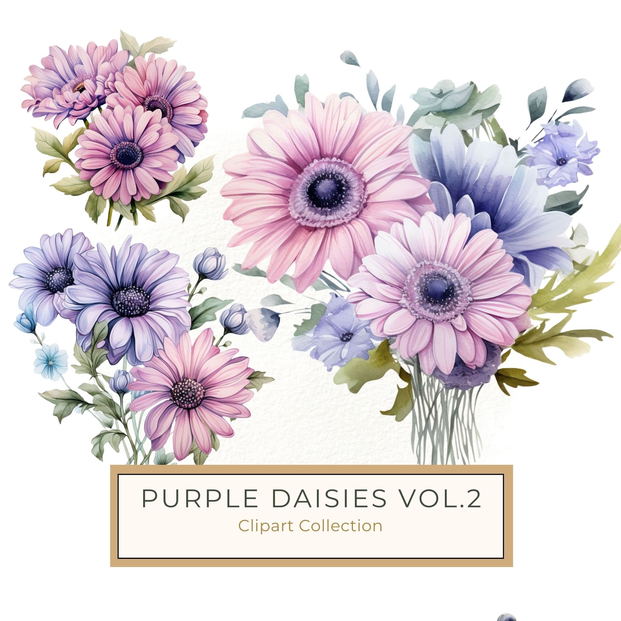 Watercolor Gerbera Clipart: Pink & Purple Floral PNG (Commercial Use)