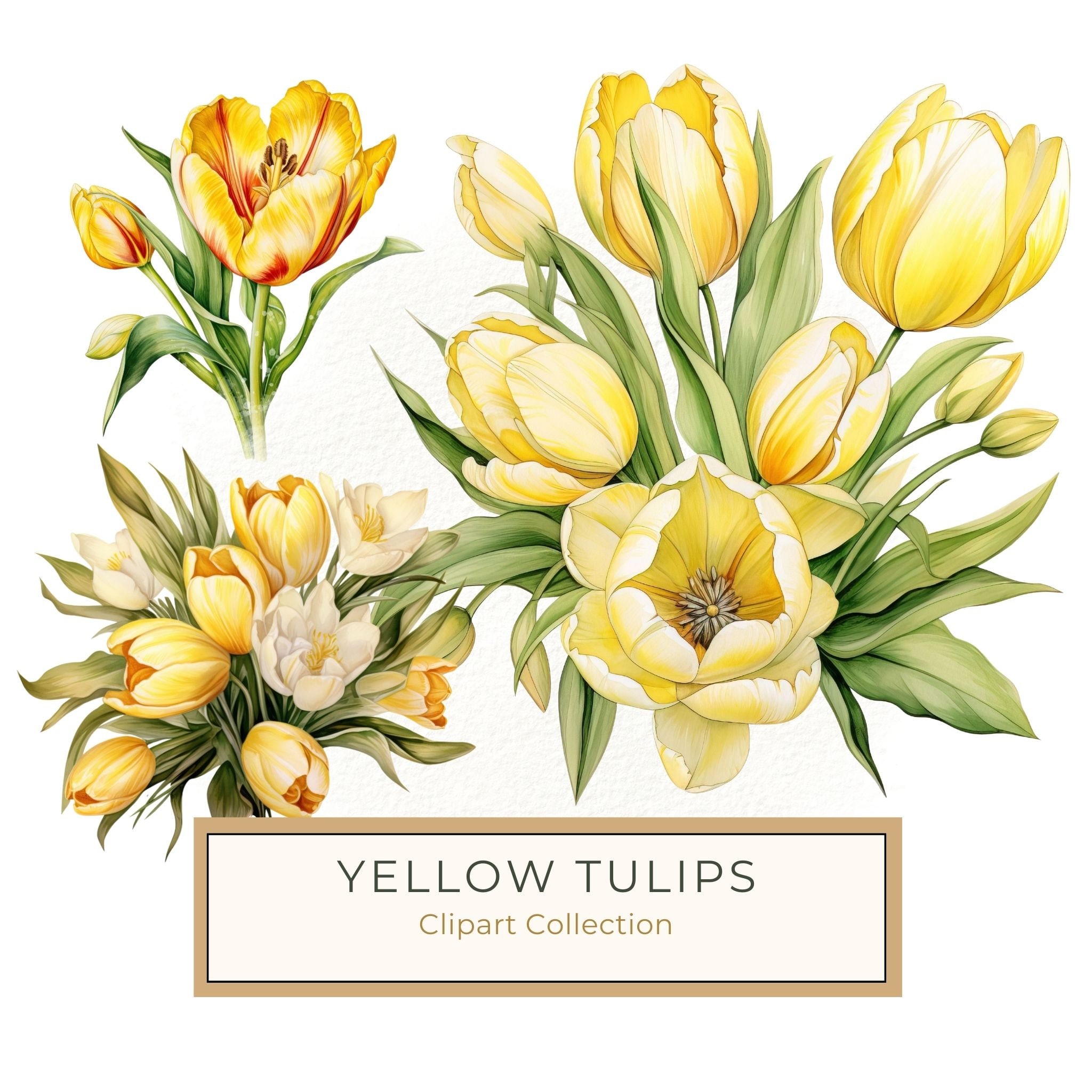 Watercolor Yellow Tulip Bouquet Clipart: Spring Flower Illustrations (JPG, PNG)