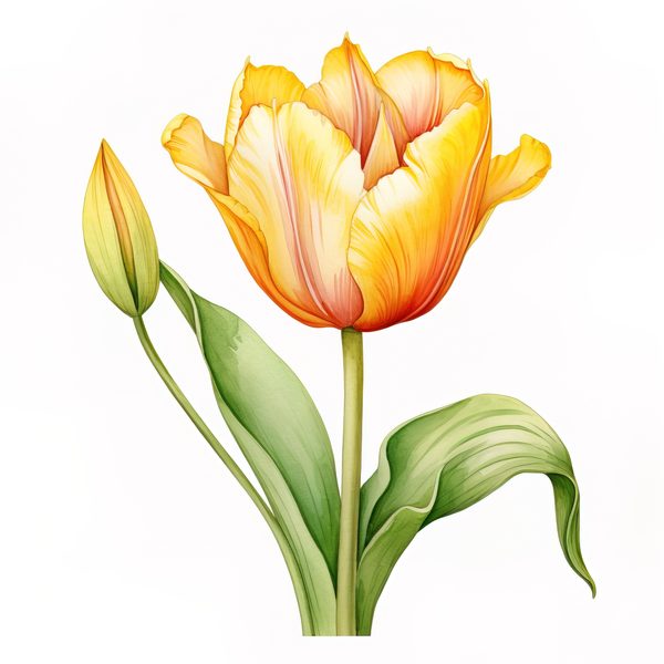 Watercolor Yellow Tulip Bouquet Clipart: Spring Flower Illustrations (JPG, PNG) — image 1