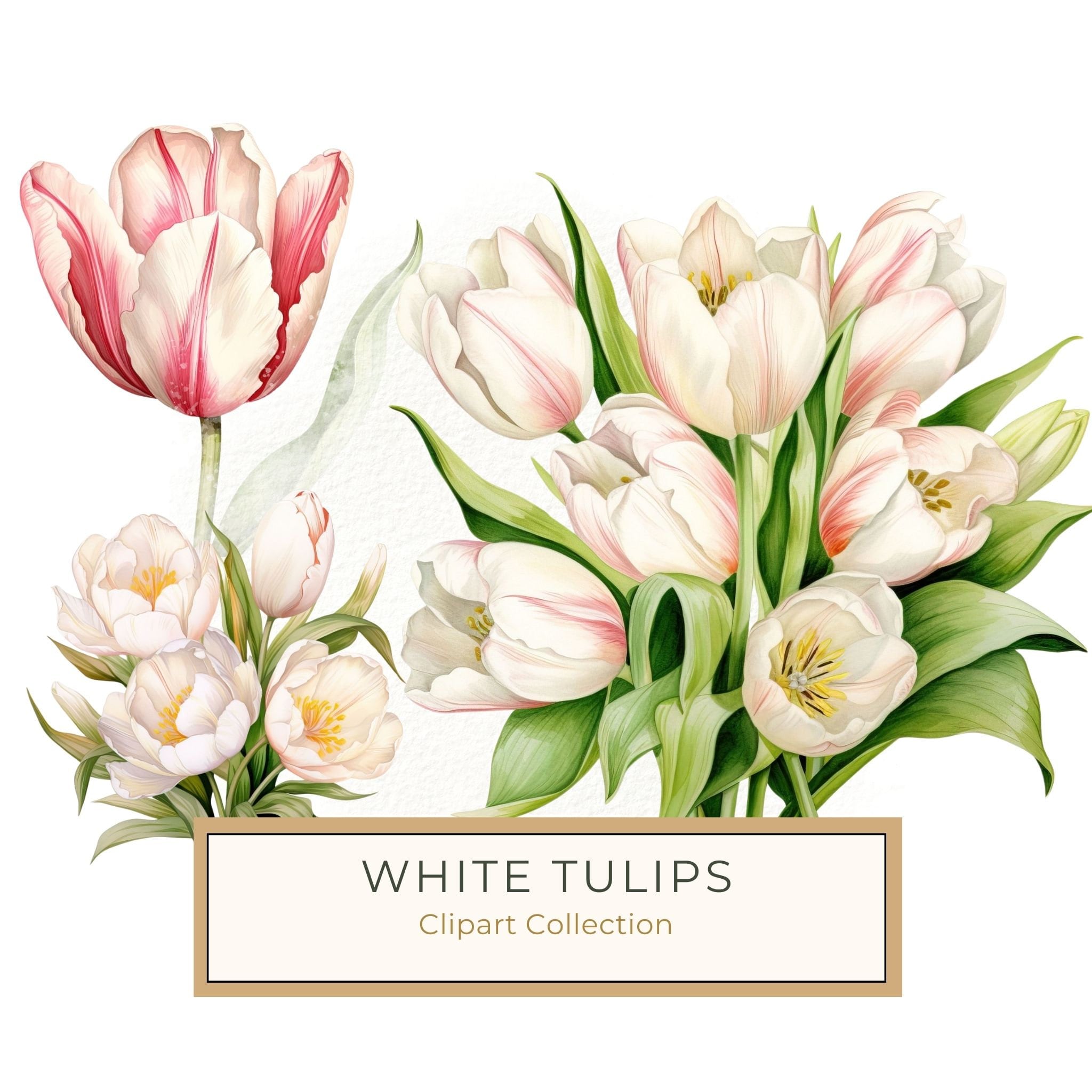 Watercolor Tulips Clipart Set: Yellow & Pink PNG Graphics (Commercial Use, Digital Download)