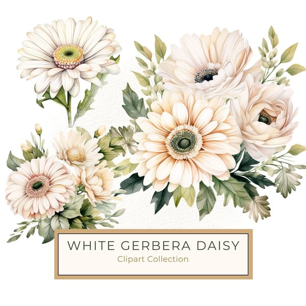 Watercolor White Gerbera Daisy Clipart: Floral PNG Art (Commercial Use)