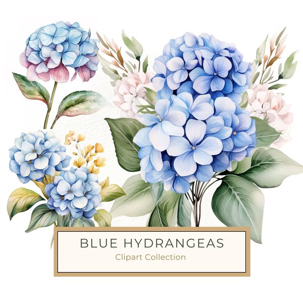 Blue Hydrangeas Watercolor Clipart: Floral Design (JPG, PNG) (Digital Download)