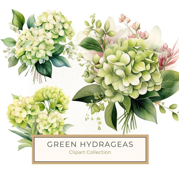 Watercolor Green Hydrangea Clipart: Floral PNG Set (Commercial Use)