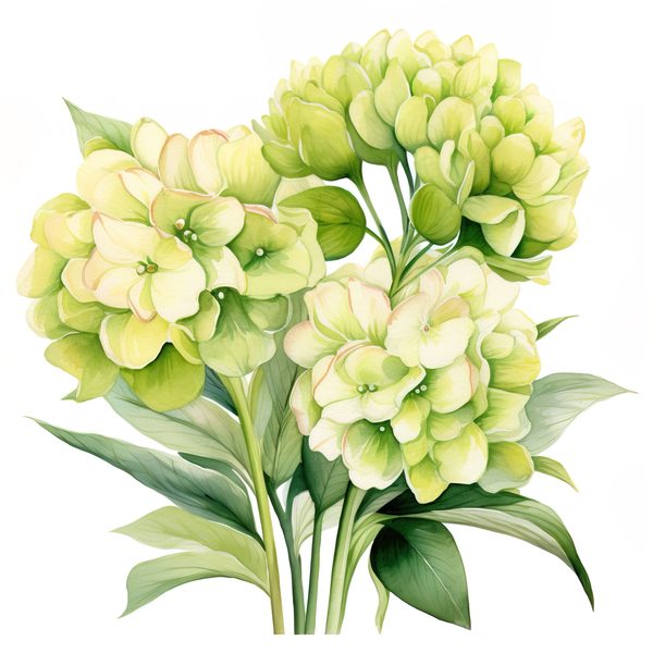 Watercolor Green Hydrangea Clipart: Floral PNG Set (Commercial Use) — image 8