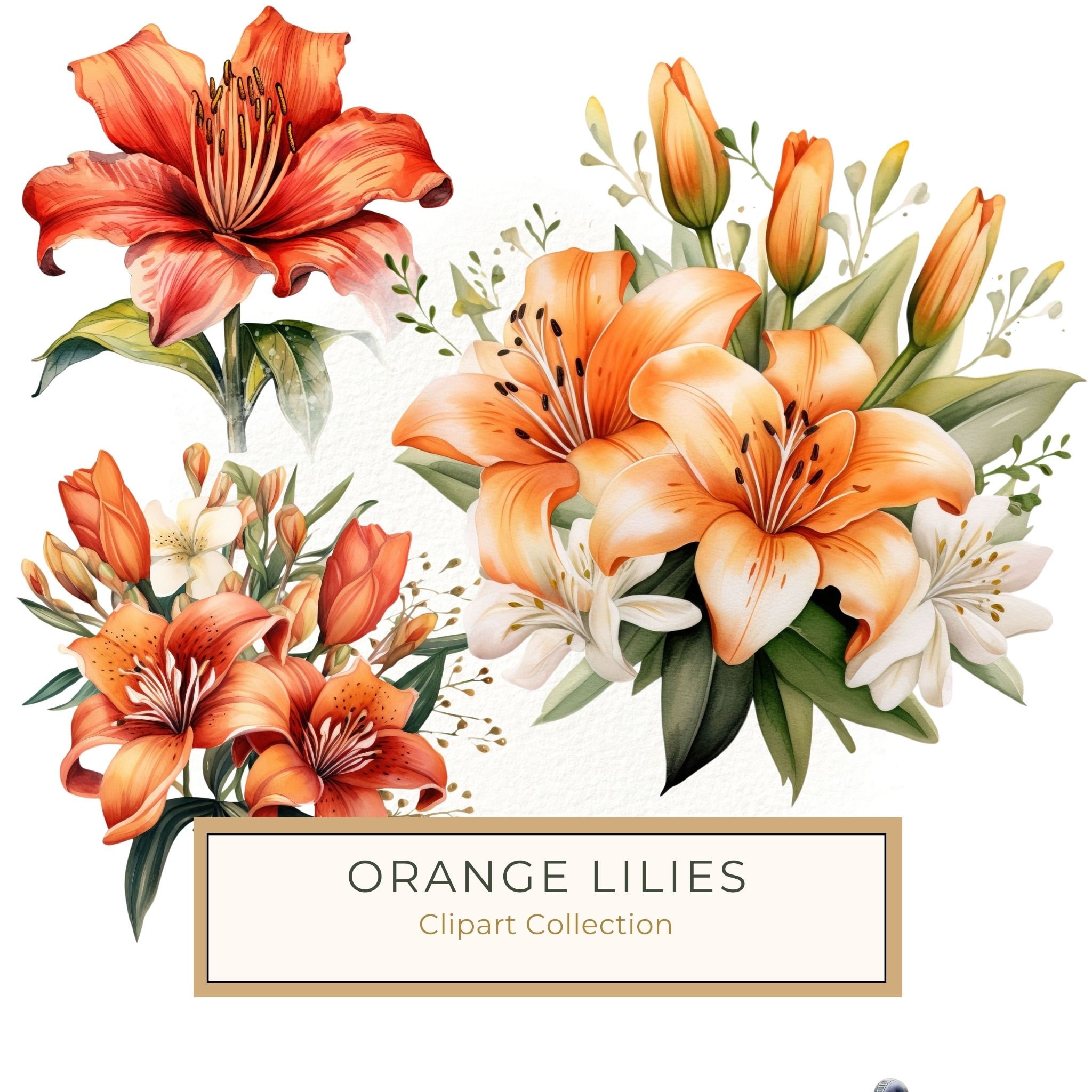 Watercolor Orange Lily Clipart: 10 PNG Graphics for Scrapbooking (Commercial Use, 6x6 inches)
