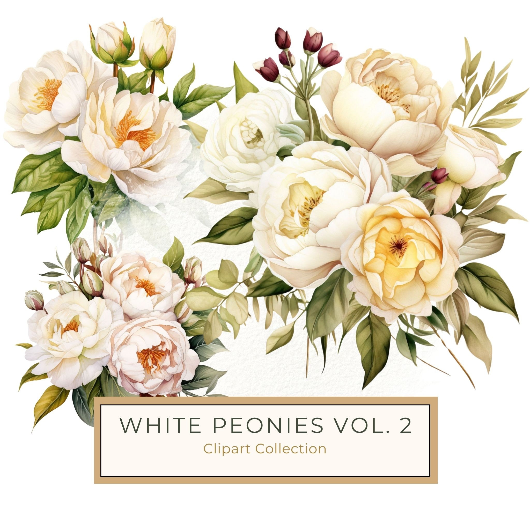 Watercolor Peony Clipart Set: Cream Floral PNG Graphics, Commercial Use