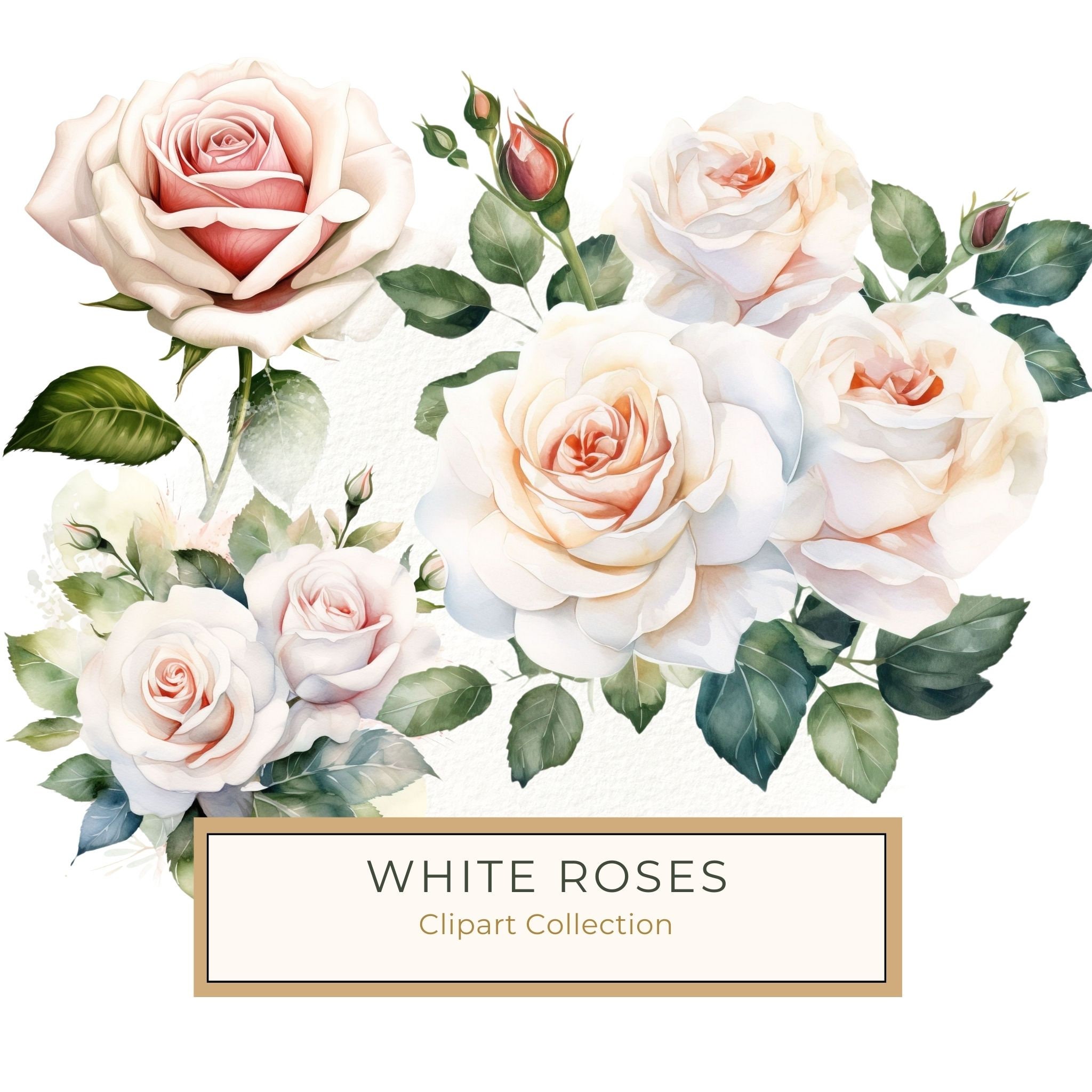 Watercolor White Roses Clipart: Elegant Floral Bouquet (JPG, PNG)