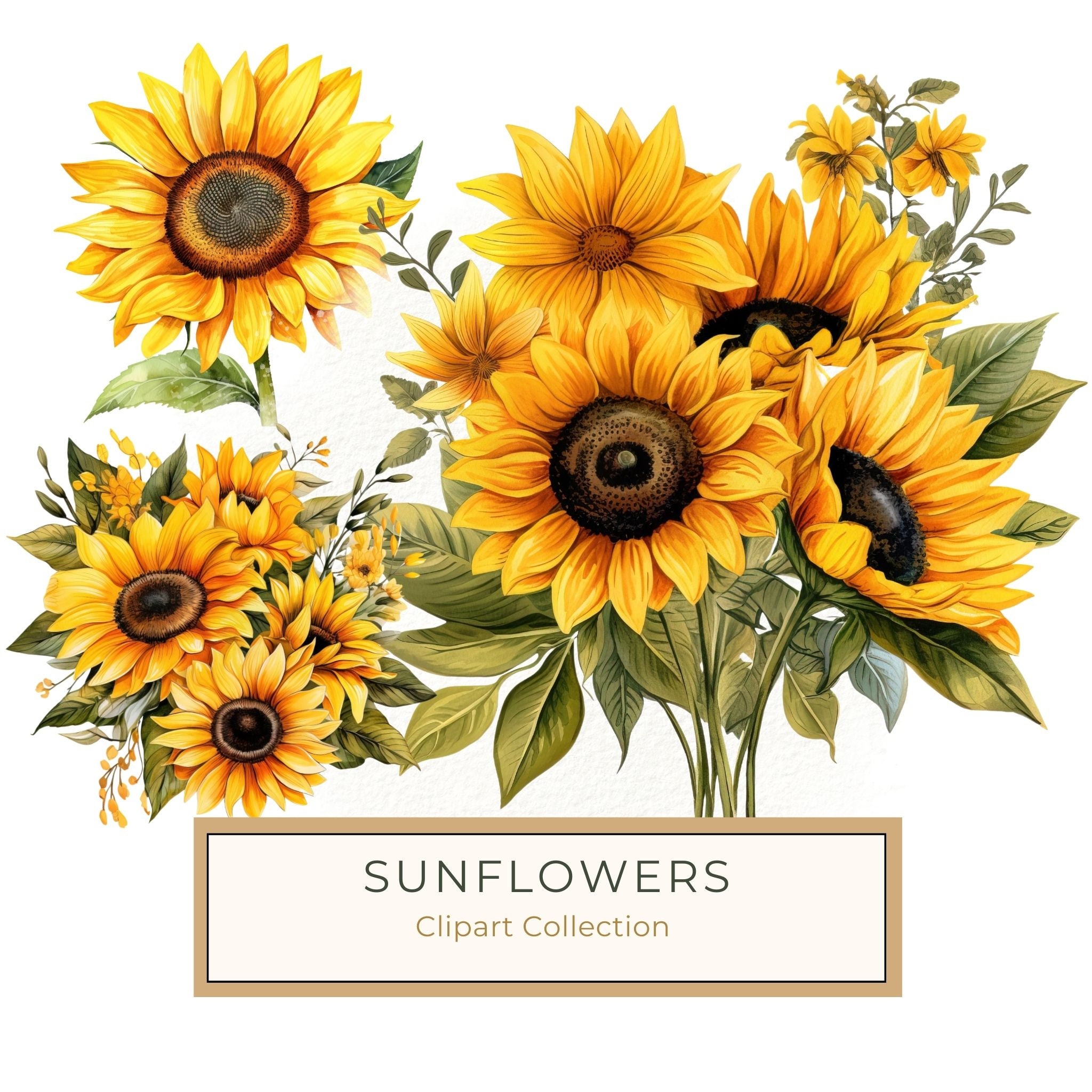 Watercolor Sunflower Clipart: Vibrant Floral PNG JPG (Digital Download)