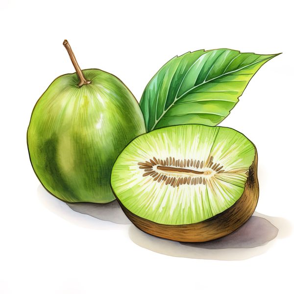 Kiwi Drink Watercolor Clipart: Tropical Fruit Illustrations (PNG, JPG) — image 2
