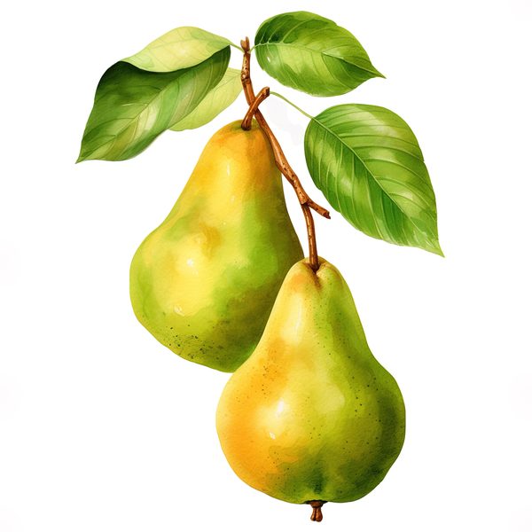 Watercolor Pears Clipart: Fruit Basket, Pear Juice Art (PNG JPG Digital Download) — image 5