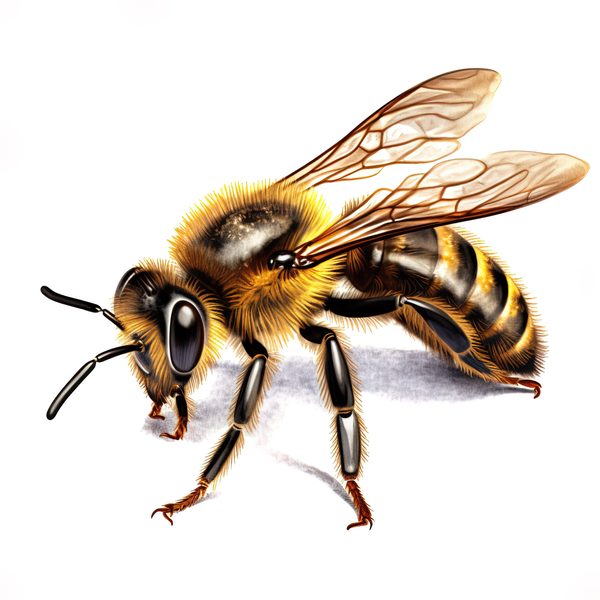 Watercolor Honeybee Clipart: Honeycomb & Flowers (Digital Art) — image 13