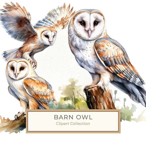 Watercolor Barn Owl Clipart: Bird Art Printable (Commercial Use)