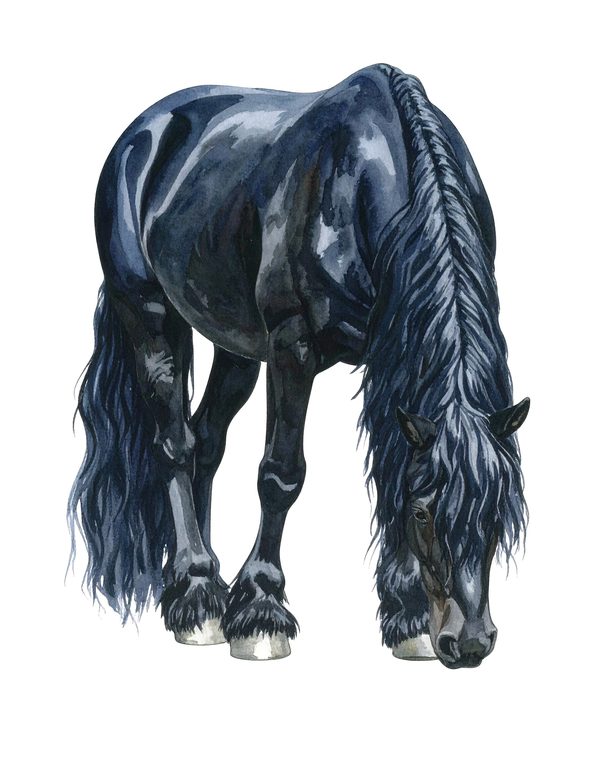 Watercolor Friesian Horse Clipart for Digital Crafting and Sublimation (Digital Download, Commercial Use) — image 3