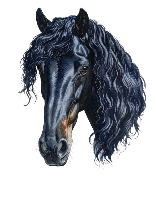 Watercolor Friesian Horse Clipart for Digital Crafting and Sublimation (Digital Download, Commercial Use) — image 13