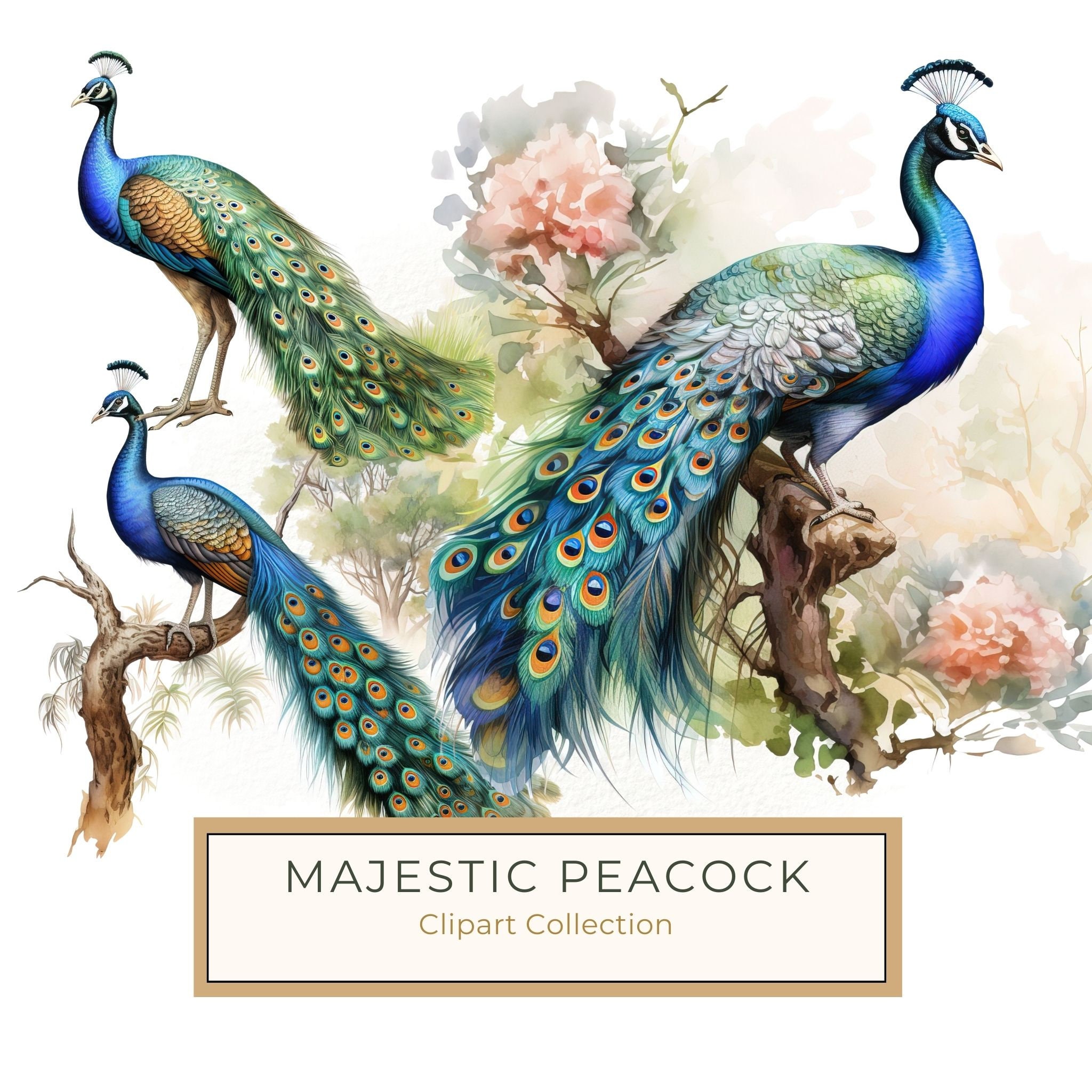 Watercolor Peacock Clipart: Tropical Floral Bird Art (Digital Download, Commercial Use)