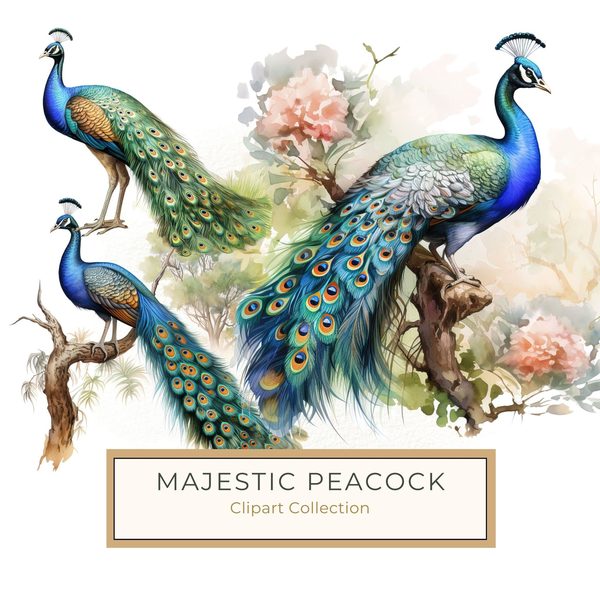 Watercolor Peacock Clipart: Tropical Floral Bird Art (Digital Download, Commercial Use)