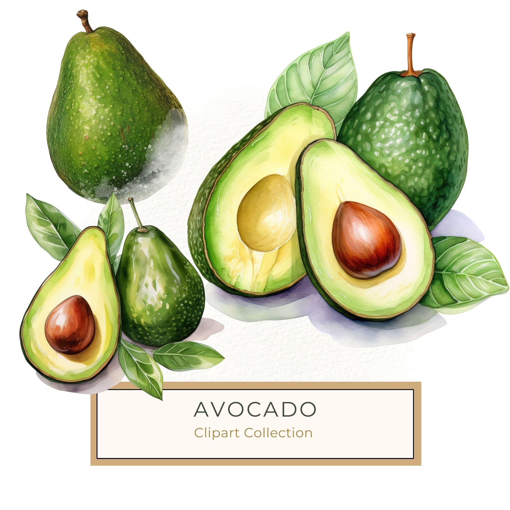 Watercolor Avocado Clipart: Fruit Illustration for Menu Design (Digital Download)