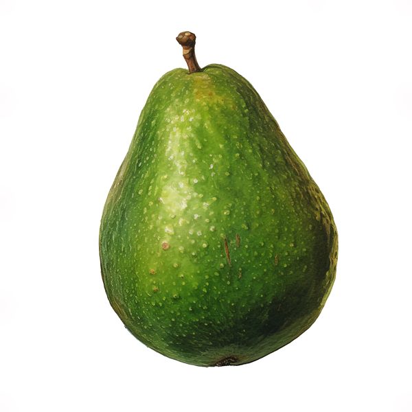 Watercolor Avocado Clipart: Fruit Illustration for Menu Design (Digital Download) — image 1