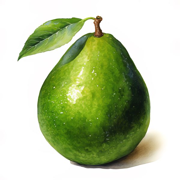 Watercolor Avocado Clipart: Fruit Illustration for Menu Design (Digital Download) — image 3