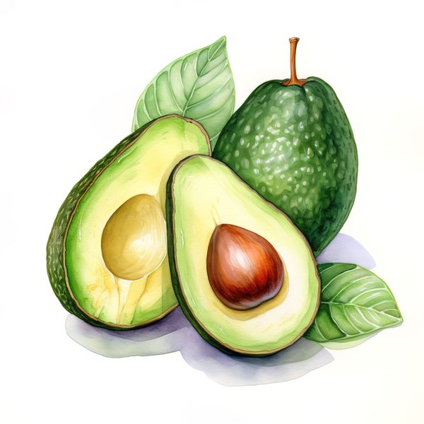 Watercolor Avocado Clipart: Fruit Illustration for Menu Design (Digital Download) — image 7