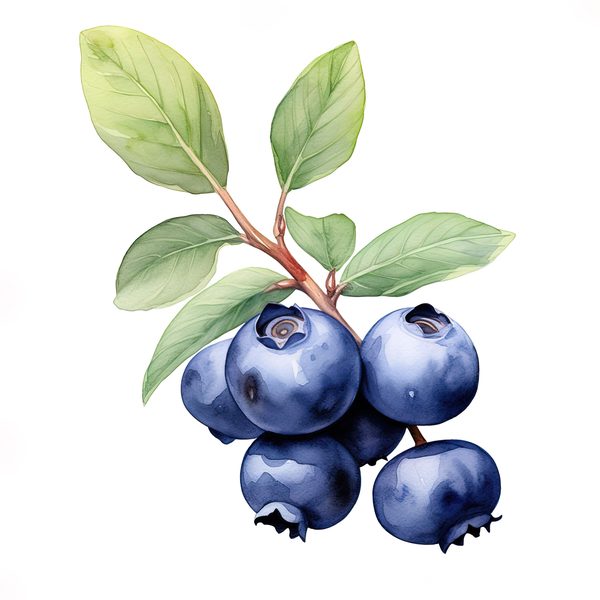 Watercolor Blueberries Clipart: Basket & Berries Art (PNG JPG, 300 DPI) — image 1