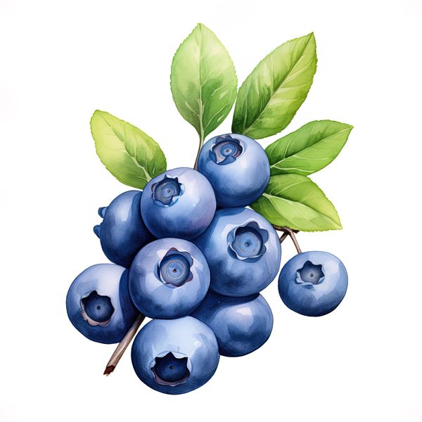 Watercolor Blueberries Clipart: Basket & Berries Art (PNG JPG, 300 DPI) — image 2