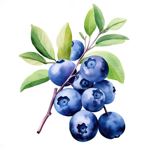Watercolor Blueberries Clipart: Basket & Berries Art (PNG JPG, 300 DPI) — image 3
