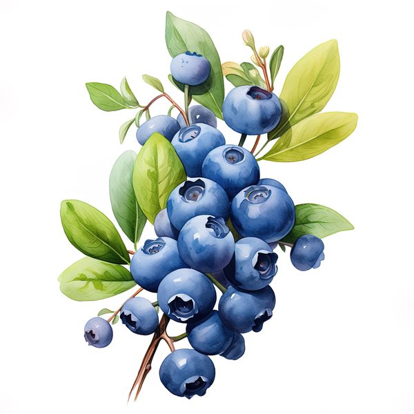 Watercolor Blueberries Clipart: Basket & Berries Art (PNG JPG, 300 DPI) — image 4