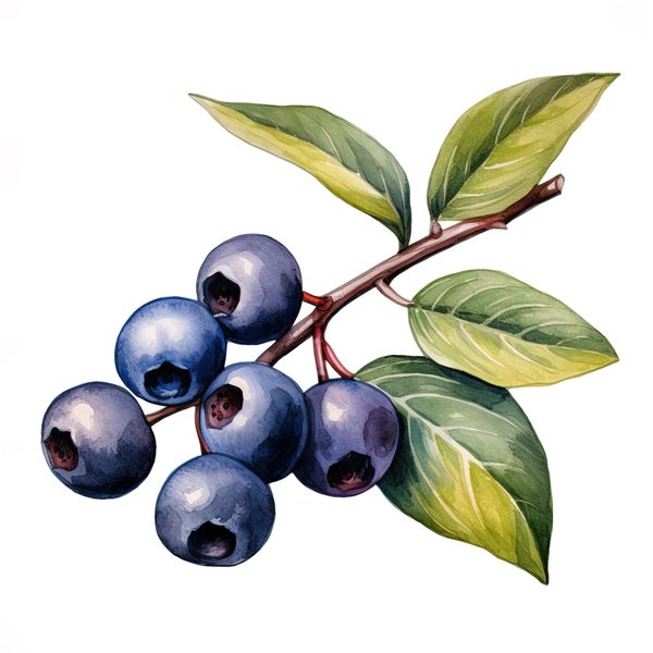 Watercolor Blueberries Clipart: Basket & Berries Art (PNG JPG, 300 DPI) — image 5