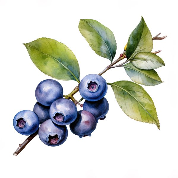 Watercolor Blueberries Clipart: Basket & Berries Art (PNG JPG, 300 DPI) — image 7