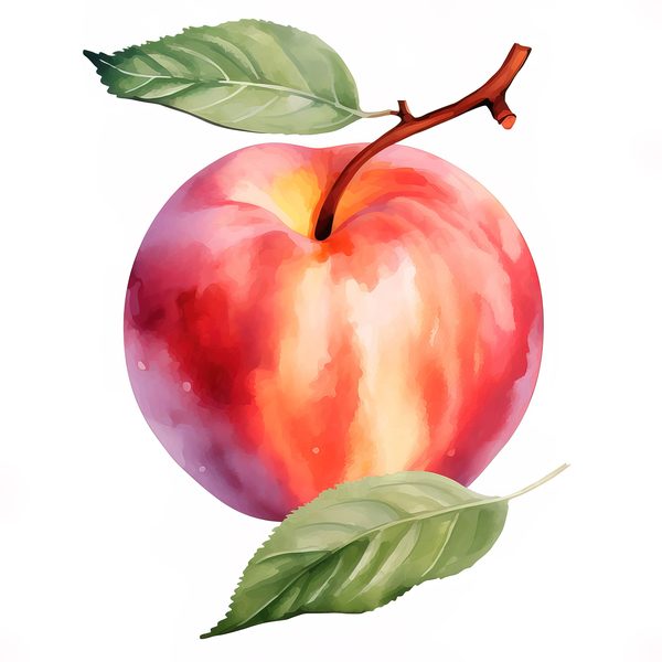 Watercolor Peach Basket Illustration: Rustic DIY Clipart (JPG, PNG) — image 1