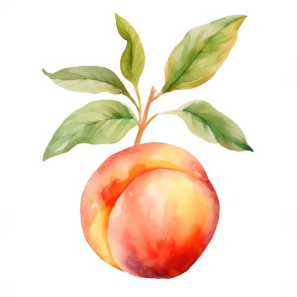 Watercolor Peach Basket Illustration: Rustic DIY Clipart (JPG, PNG) — image 2