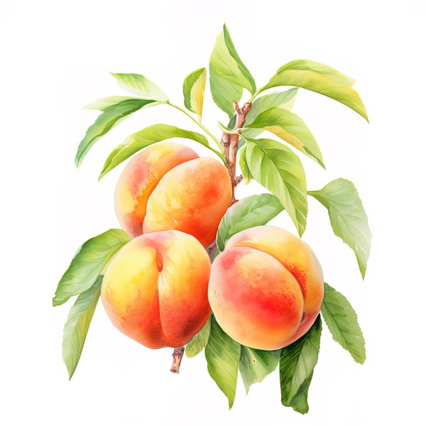 Watercolor Peach Basket Illustration: Rustic DIY Clipart (JPG, PNG) — image 4