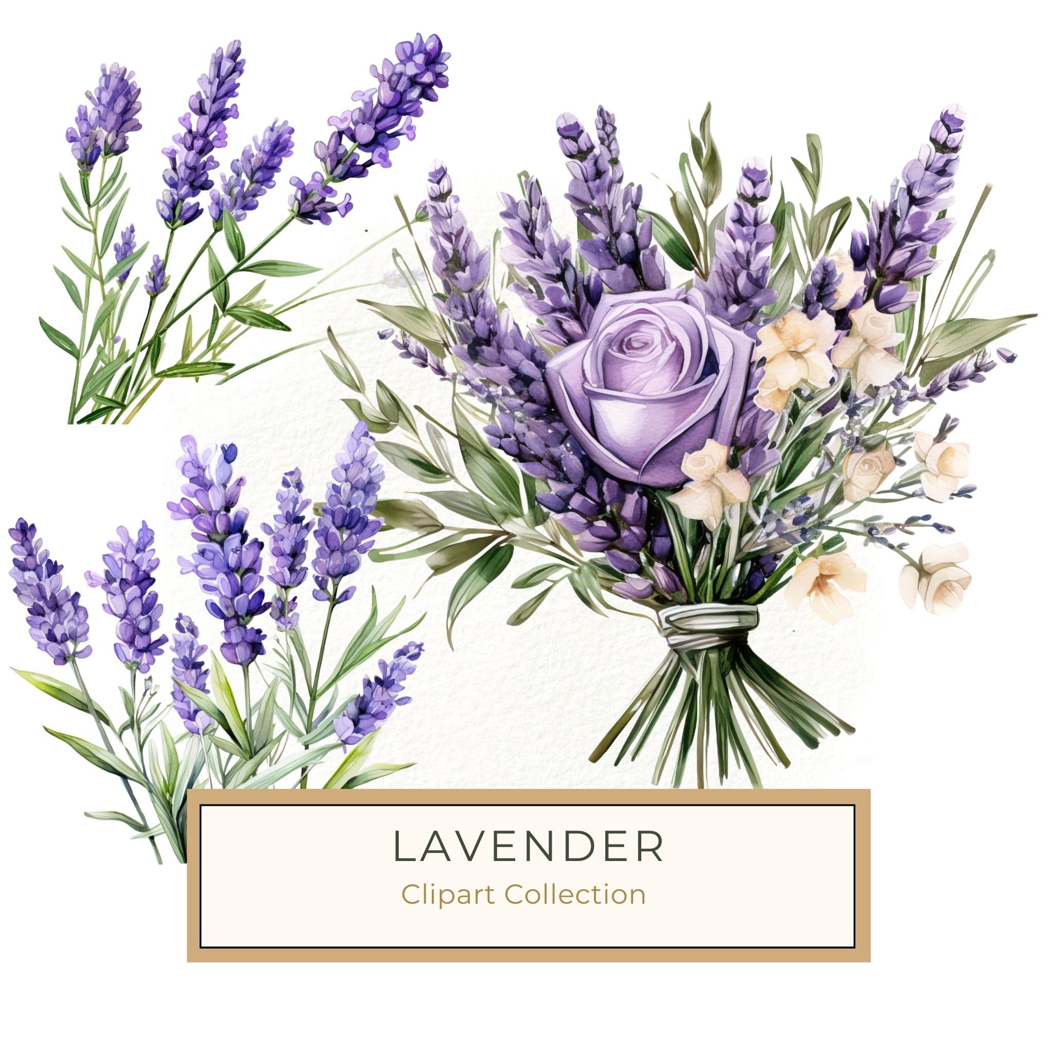 Watercolor Lavender Clipart: Purple Floral Illustrations (Digital Download)